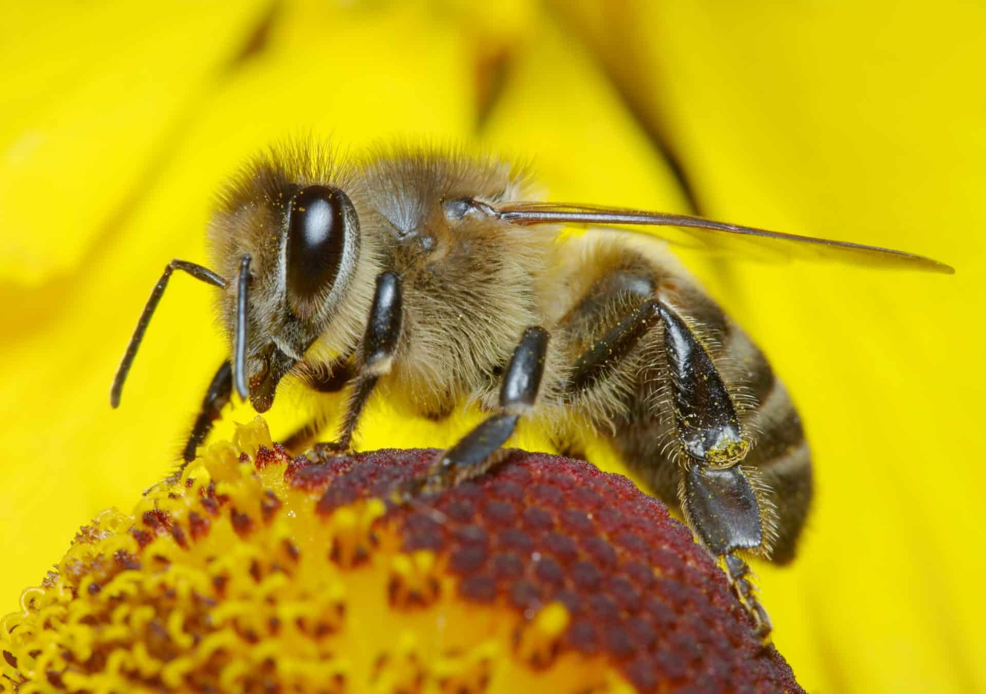 Save The Bees Save Our Food 
