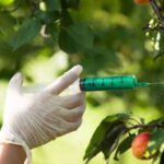 Scientist genetically modifying fruit on a tree.