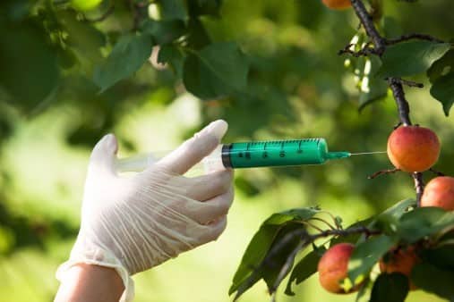 Scientist genetically modifying fruit on a tree.