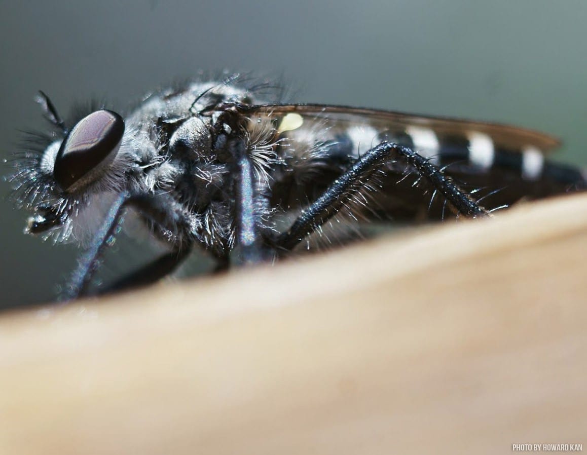 insect-of-the-week-the-fly