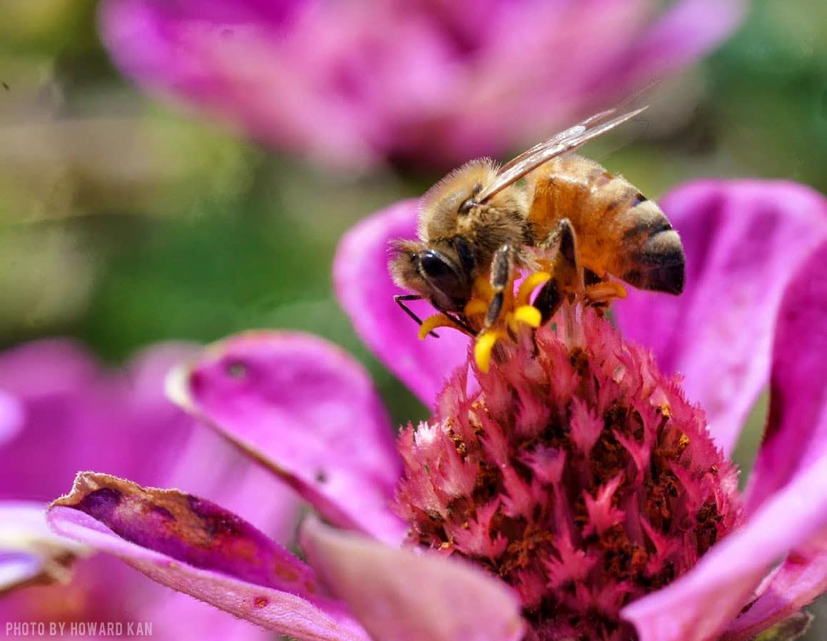 insect-of-the-week-the-honey-bee