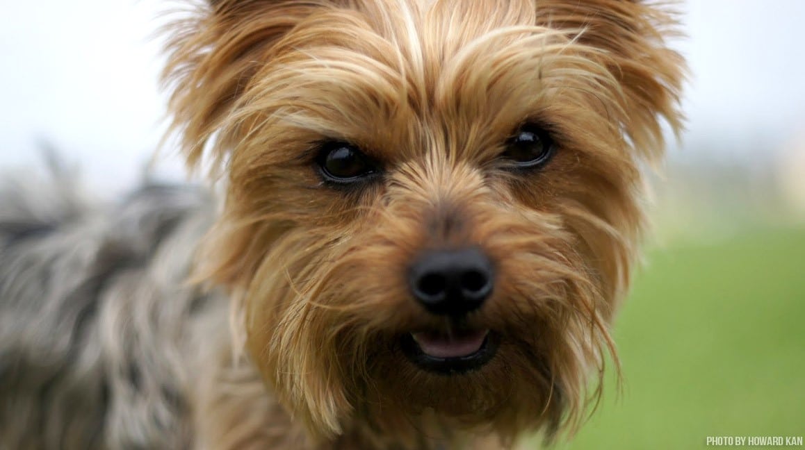 pet-of-the-week-the-yorkshire-terrier