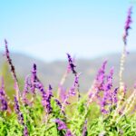 garden herb of the week: lavender - emily whitaker photography