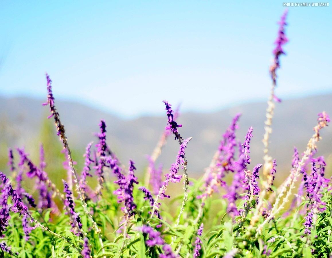 garden-herb-of-the-week-lavender