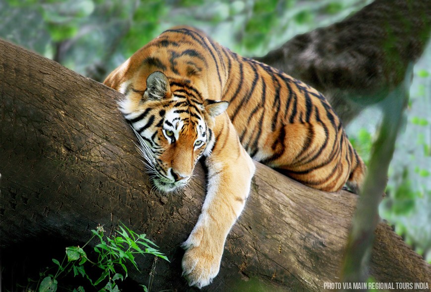 The Tiger: Saving India's National Animal