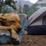 Camping with your dog: Millennial Magazine