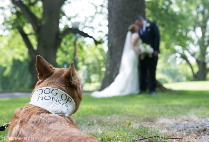 Pets in Weddings- millennials and marriage