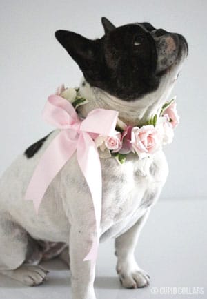 Pets in Weddings- Millennial Magazine- millennials and marriage