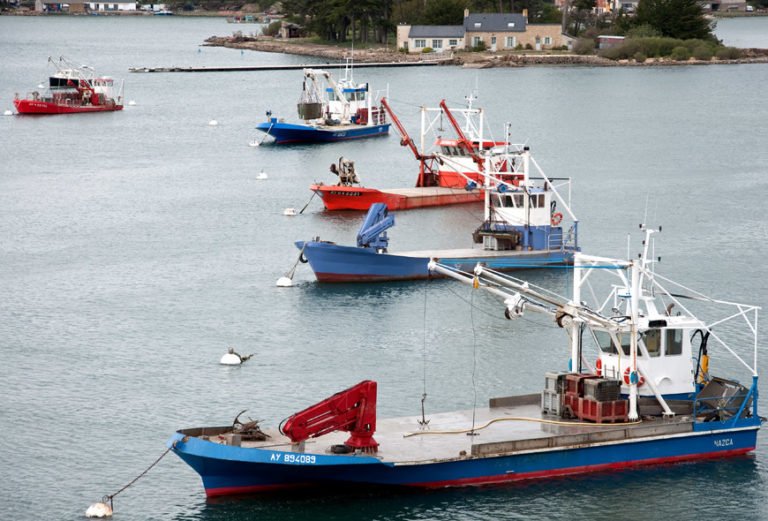 Why Our Oceans Rely on the Restoration of Oysters Millennial Magazine