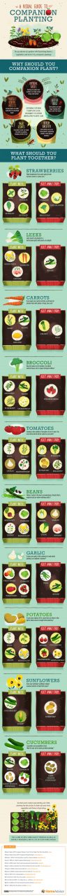 A Visual Guide To Companion Planting