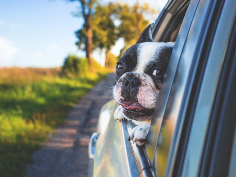 roadtrip-check-these-safety-tips-for-your-dog-first