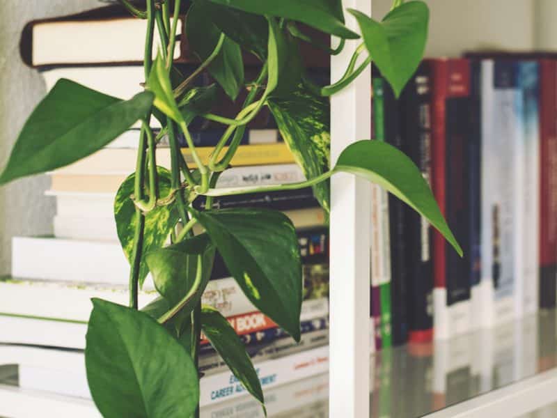 Millennial Magazine - greenery-in-your-home