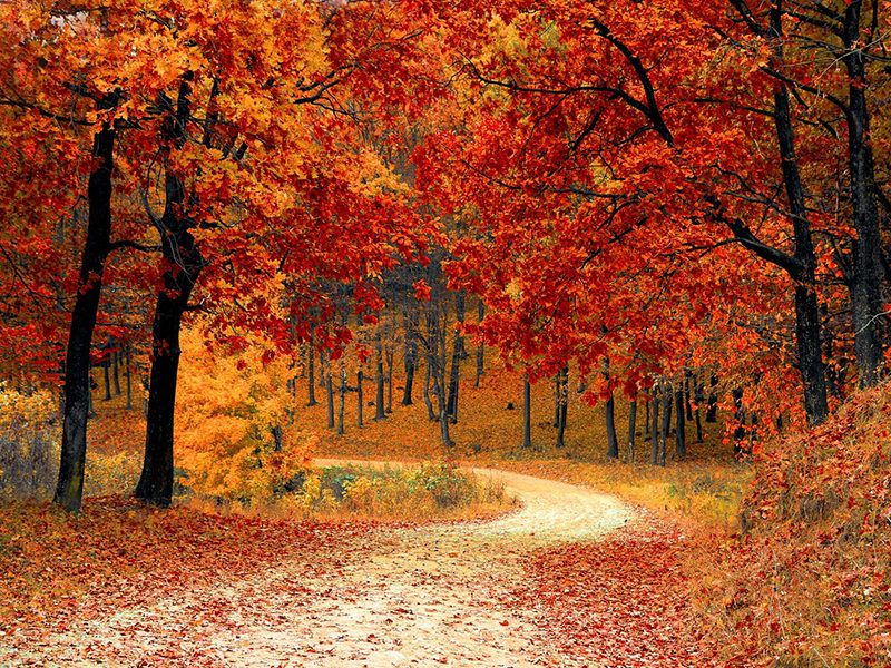 Millennial Magazine - fall-autumn-red-season