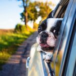 Millennial Magazine- traveling with your dog