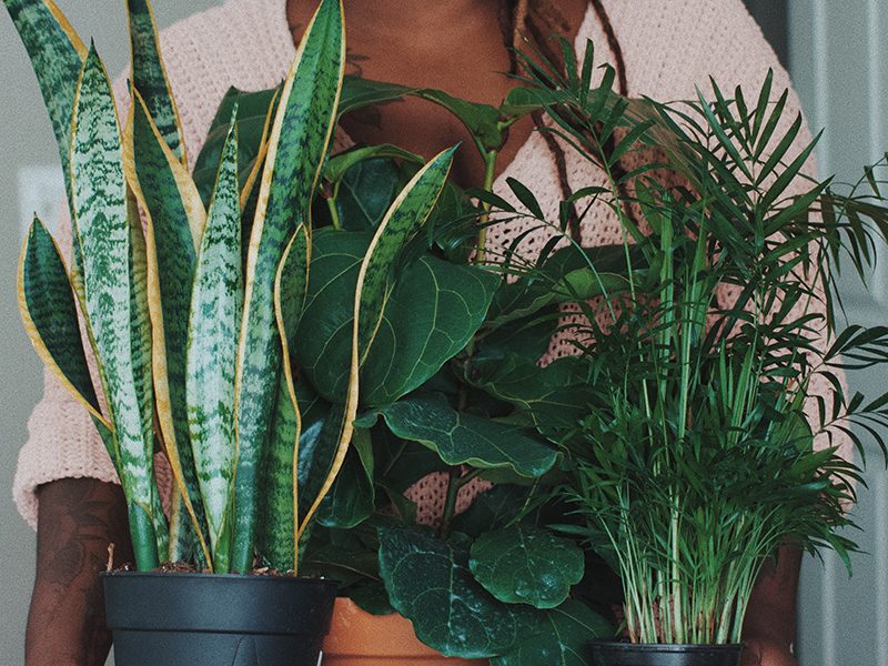 Millennial magazine - Indoor-Plants