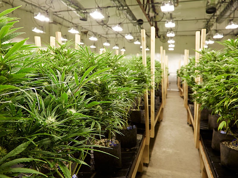 Growing pot? Here are some common mistakes to avoid