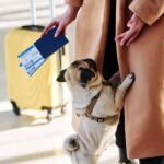 Millennial Magazine- moving overseas with your pets