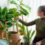 Millennial Magazine - indoor plants