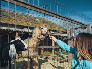 Millennial Magazine - enjoy animals
