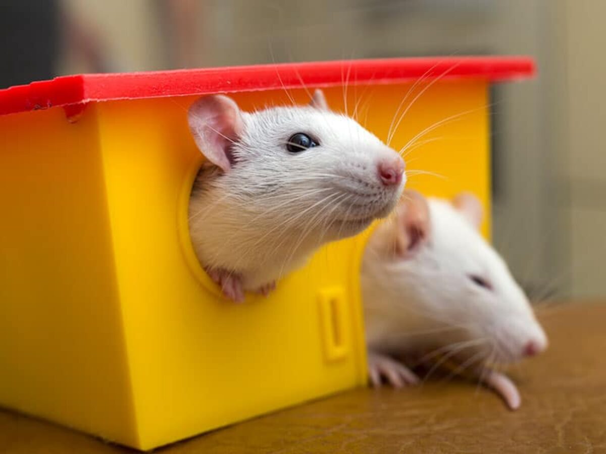 Cute Pet Rats Grooming