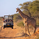 Millennial Magazine- Travel- Destinations- safari tours in Africa
