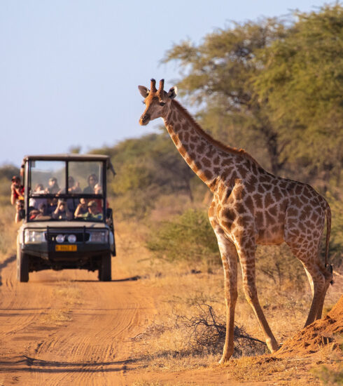 Millennial Magazine- Travel- Destinations- safari tours in Africa