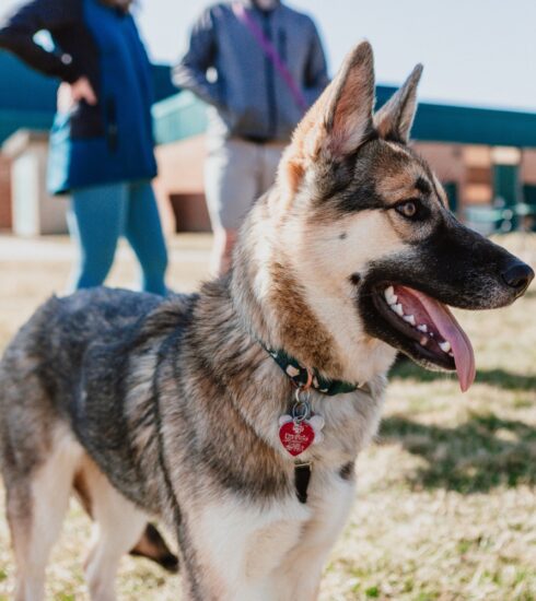 Millennial Magazine - Pets - Best Dog Parks