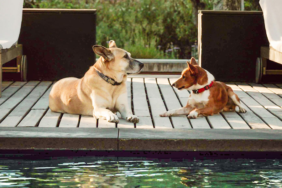Millennial Magazine - Six Senses Douro Valley Aqua e Foxy