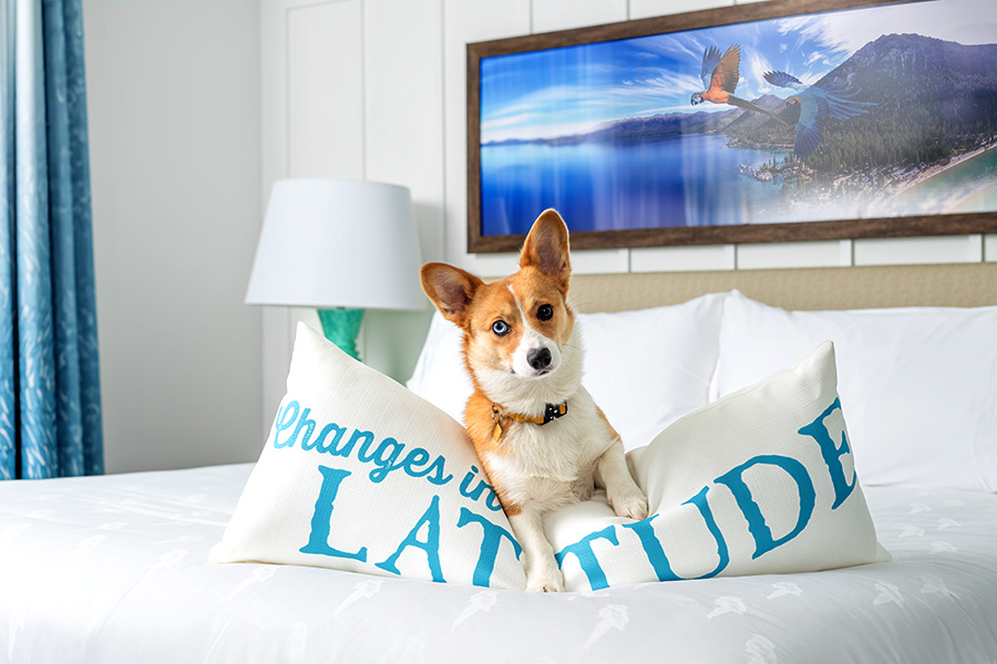 Millennial Magazine- Travel- Hotels- Margaritaville Resorts Pet Policy