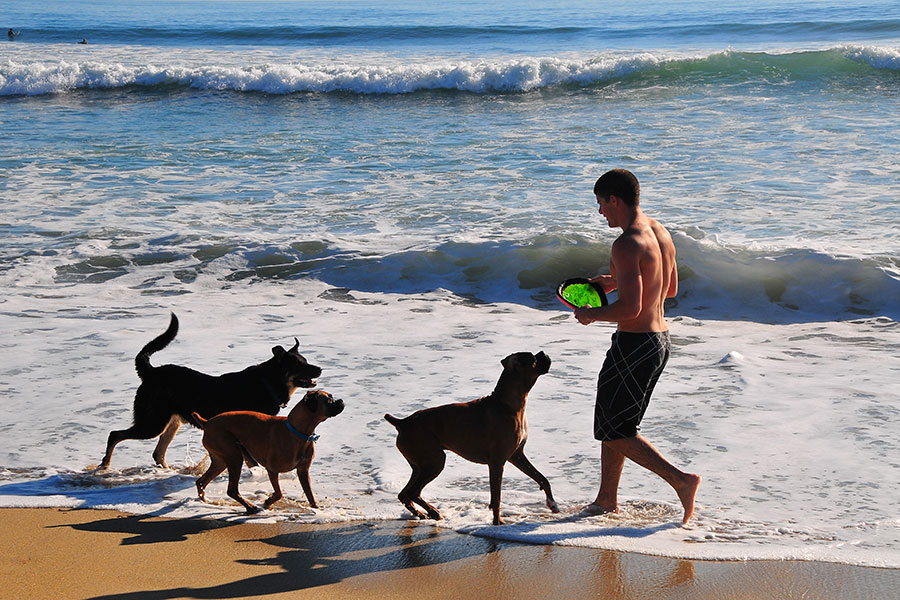 Millennial Magazine - travel guide - Dog Beach